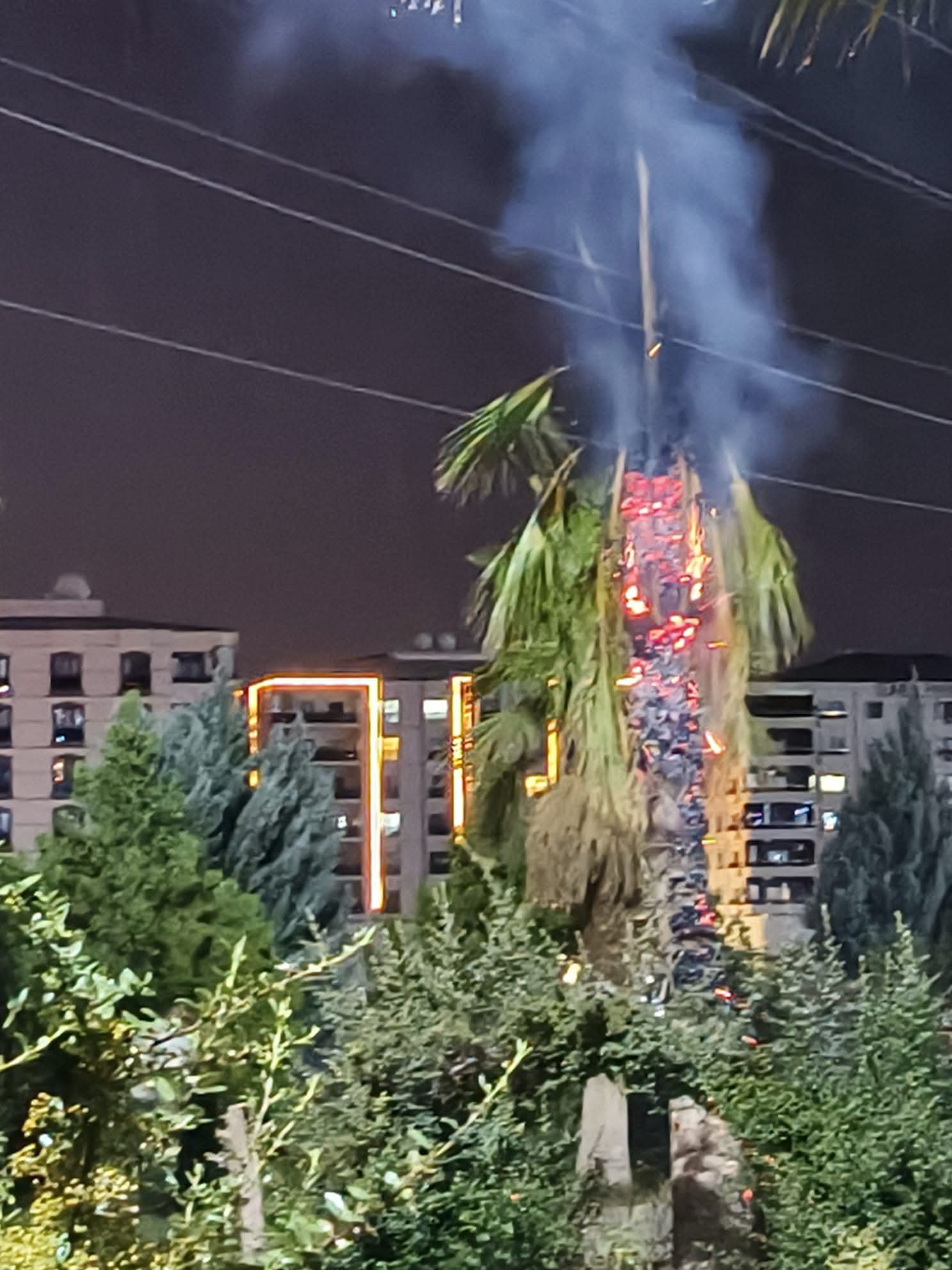 Kızıltepe’de Parktaki Palmiye Ağacı Kundaklandı