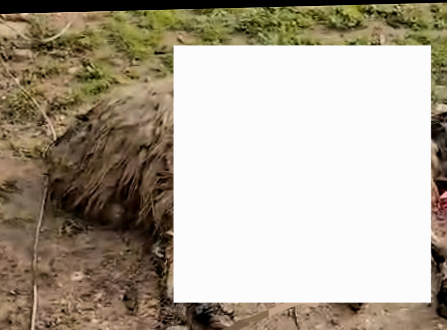 Mardin’de İhmal Elektrik Telleri Koyunların Üzerine Düştü